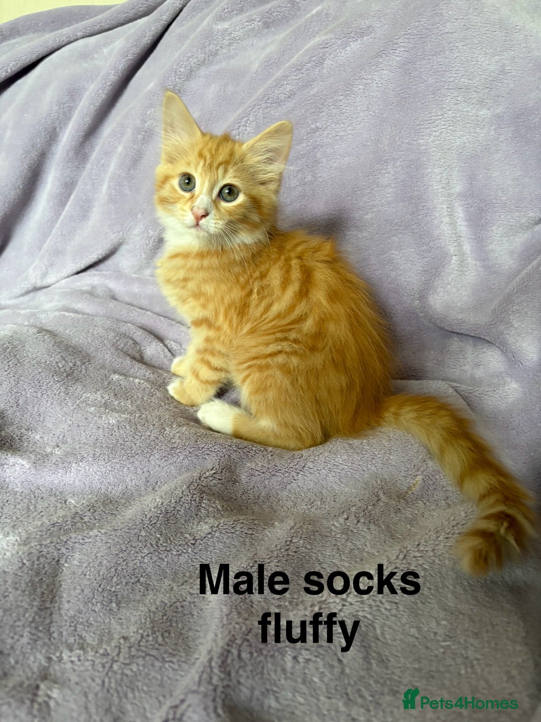 Mixed Breed cats for sale: Beautiful, friendly gingers! - Image 2