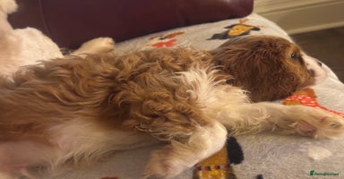 Cavalier King Charles Spaniel dogs - Advert 16