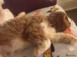 Cavalier King Charles Spaniel dogs - Advert 16