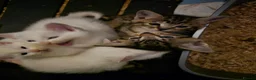 Mixed Breed cats for sale: Withe angora dad x mum toby kittens for sale in Wisbech - Advert 9