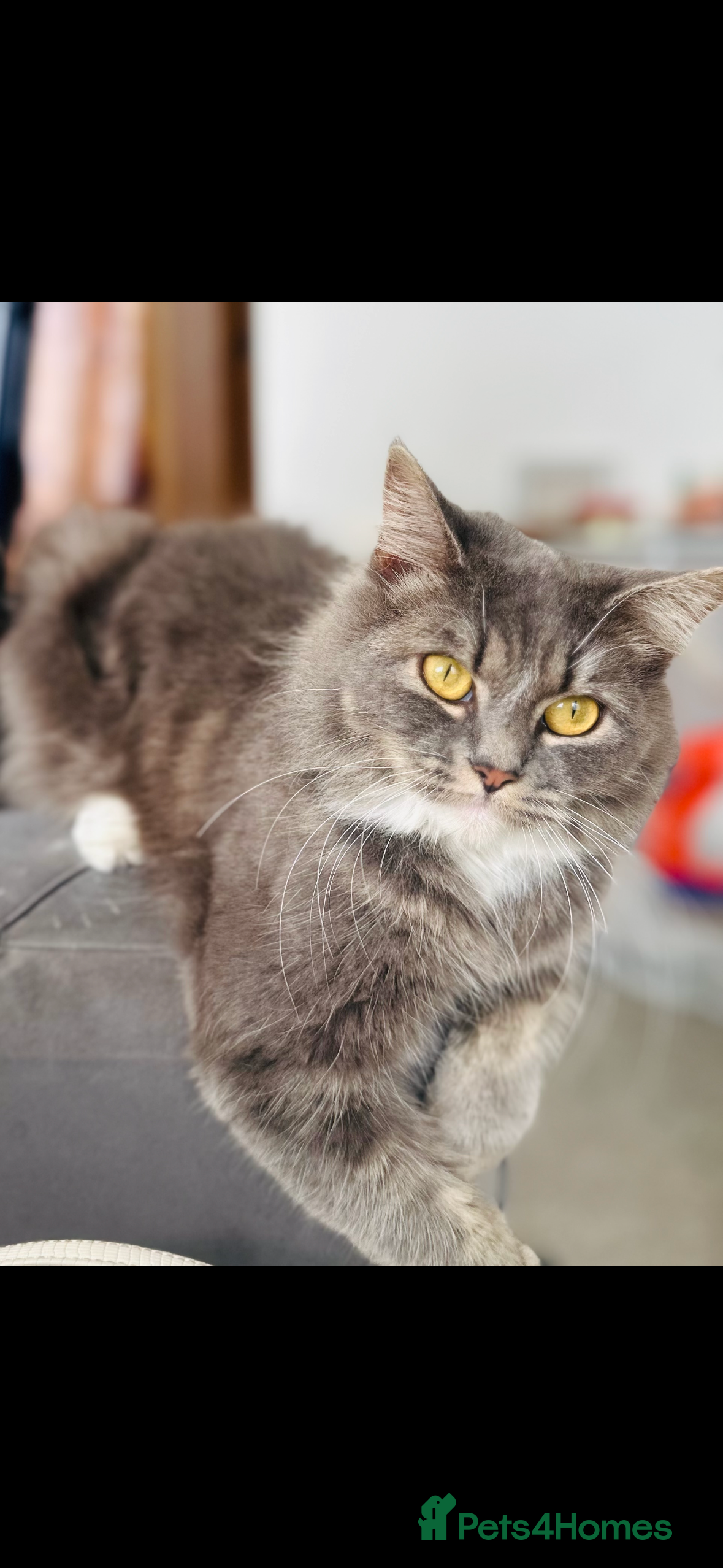 British Longhair cats Beautiful long hair / ragdoll kittens for sale  - Advert 1