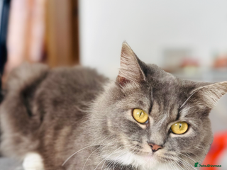 British Longhair cats Beautiful long hair / ragdoll kittens for sale - Advert 1