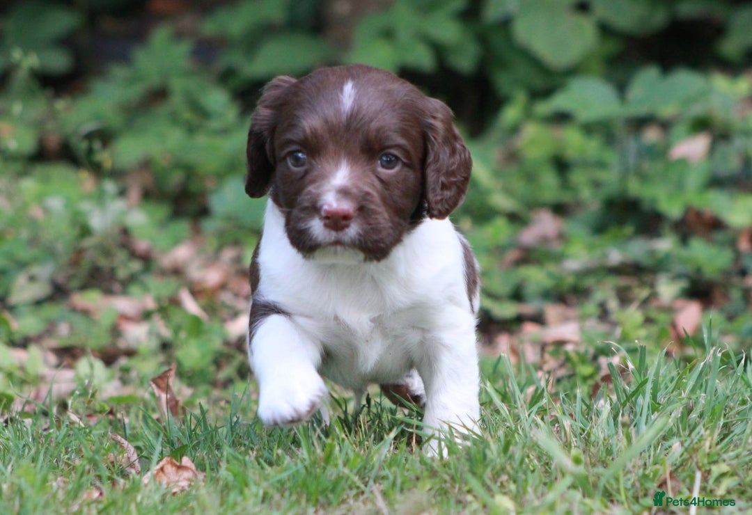 English Springer Spaniel dogs for sale: Springer Spaniel puppies - 2 boys left - Image 6