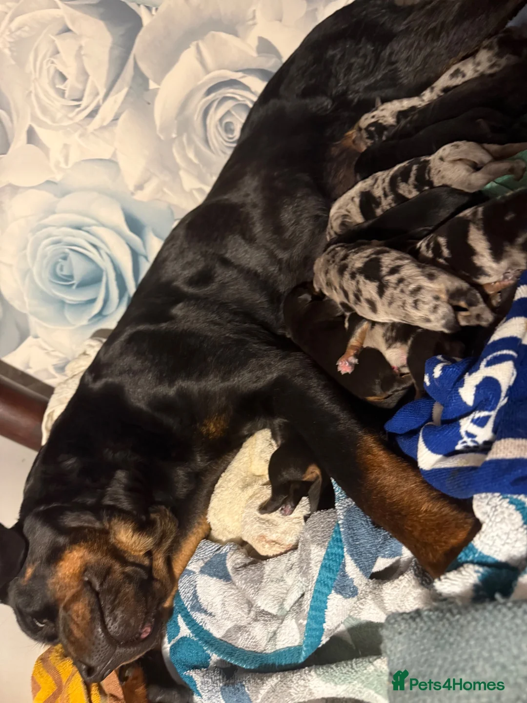 Mixed Breed dogs for sale: 9 Rottweiler catahoula bully puppies  - Advert 19