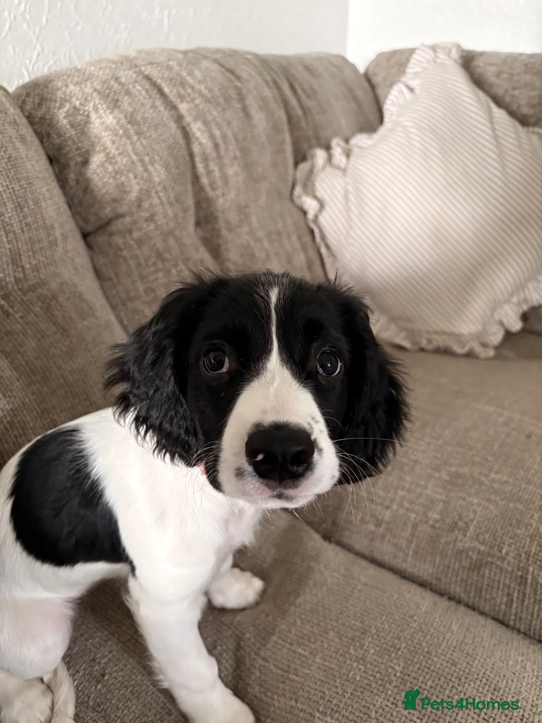 Sprocker dogs for sale: Beautiful 12 week old Sprocker pup - Advert 2