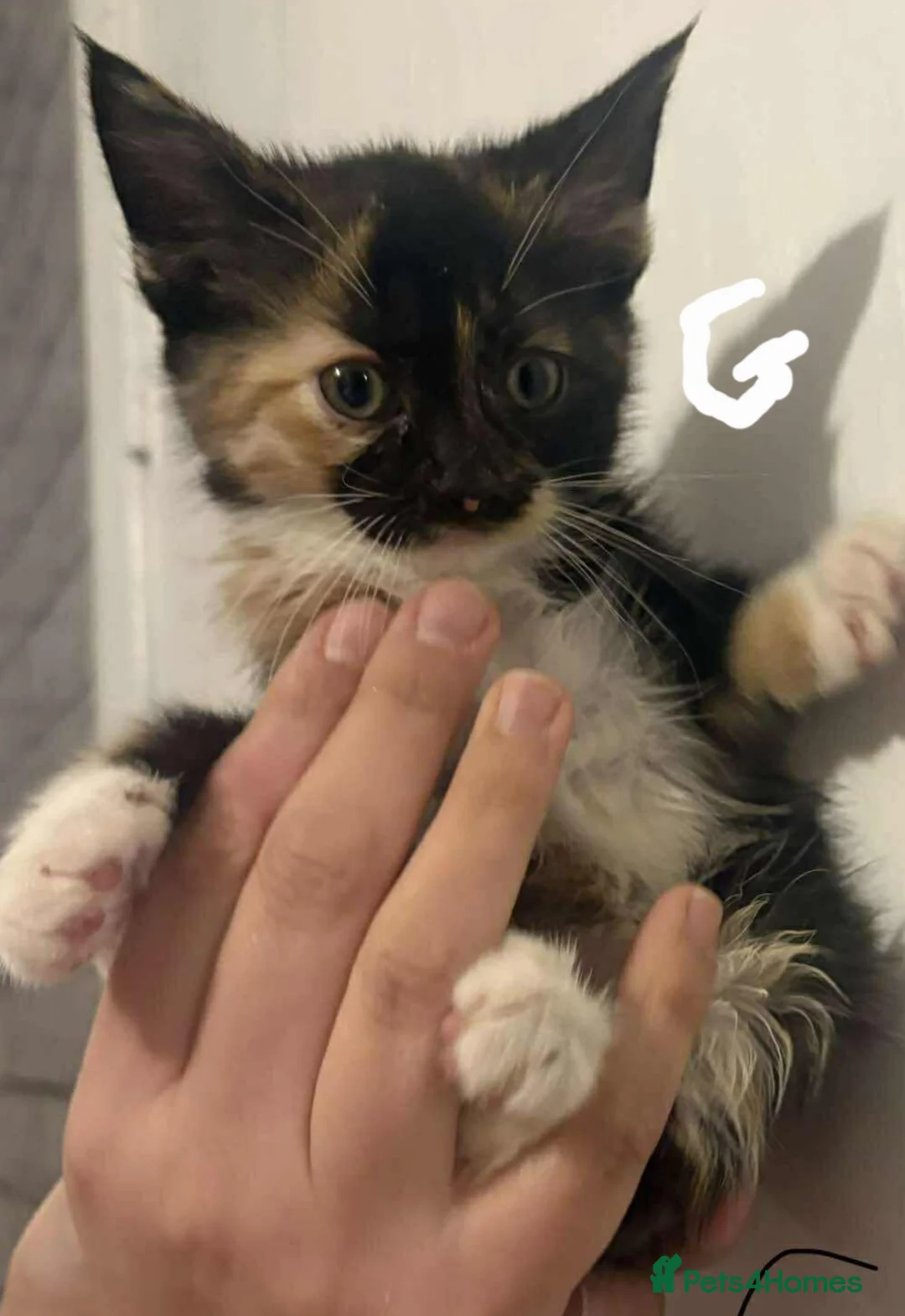 Mixed Breed cats for sale: Kittens  - Advert 25