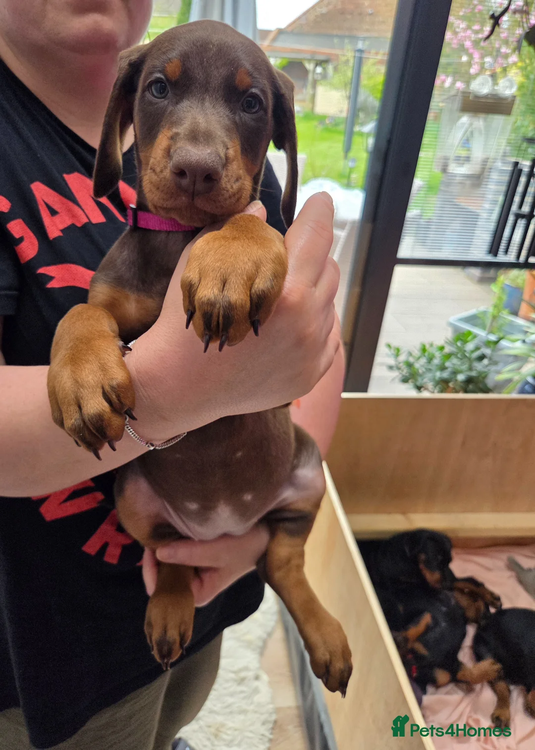 Dobermann dogs for sale: KC registered Dobermann puppies - Advert 2