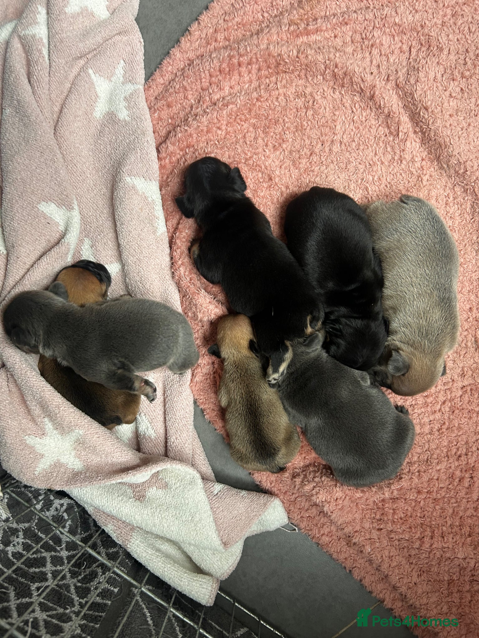 French Bulldog dogs 7 Beautiful full pedigree French bulldog puppies - Advert 3