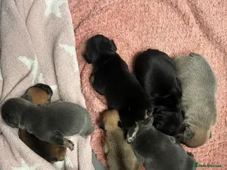 French Bulldog dogs 7 Beautiful full pedigree French bulldog puppies - Advert 1