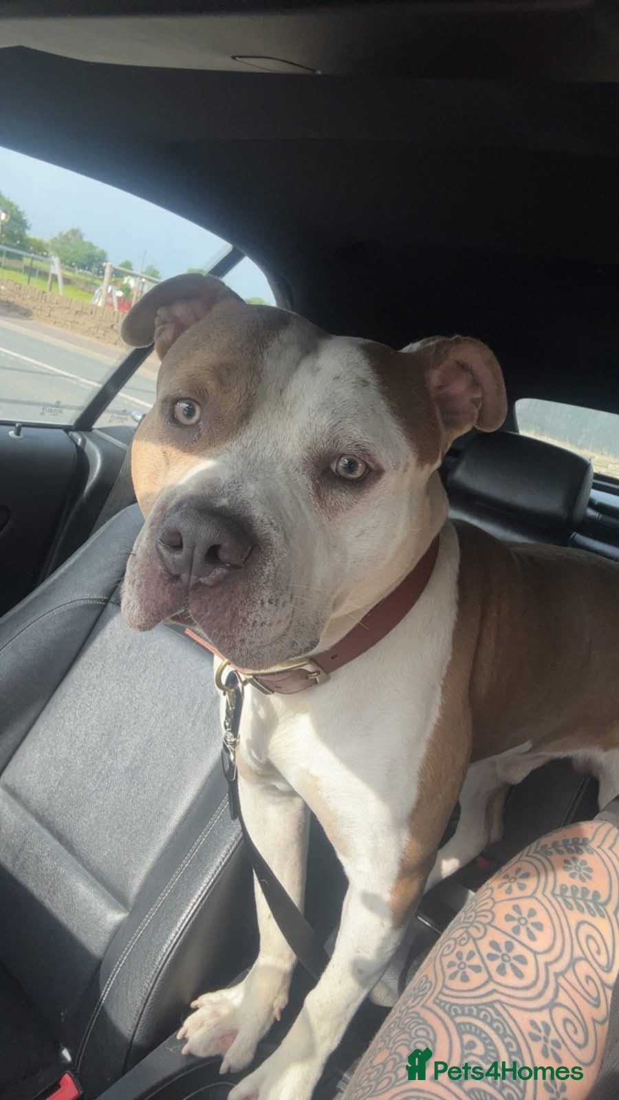 Mixed Breed dogs Lovely boy patch  - Advert 1