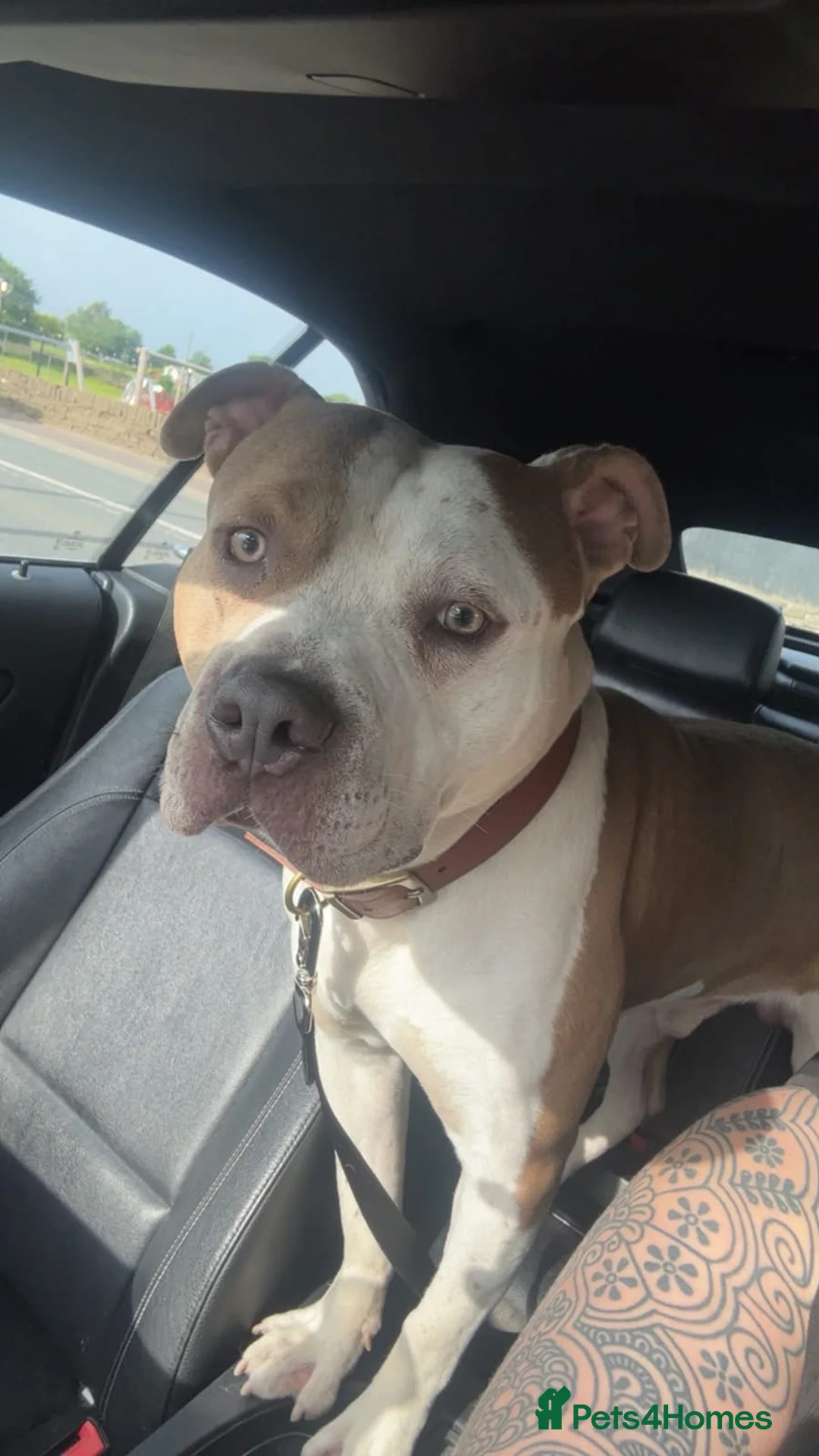 Mixed Breed dogs for sale: Lovely boy patch  in Halifax - Advert 1