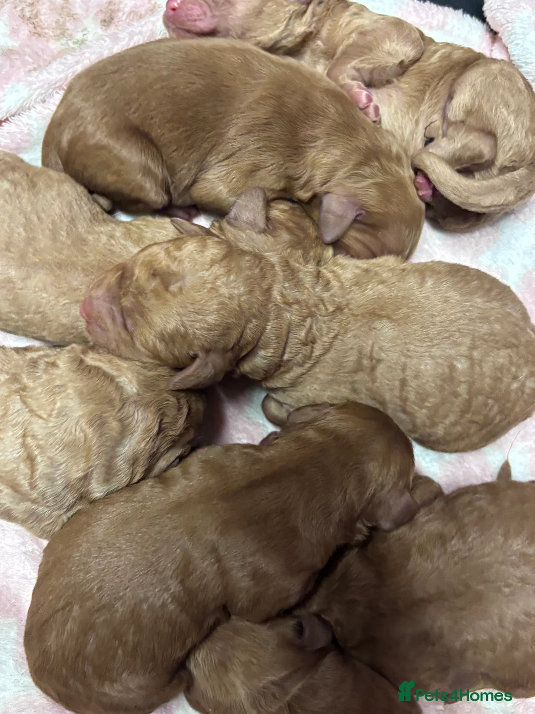 Labradoodle dogs for sale: Medium sized F1b Labradoodles  - Advert 7