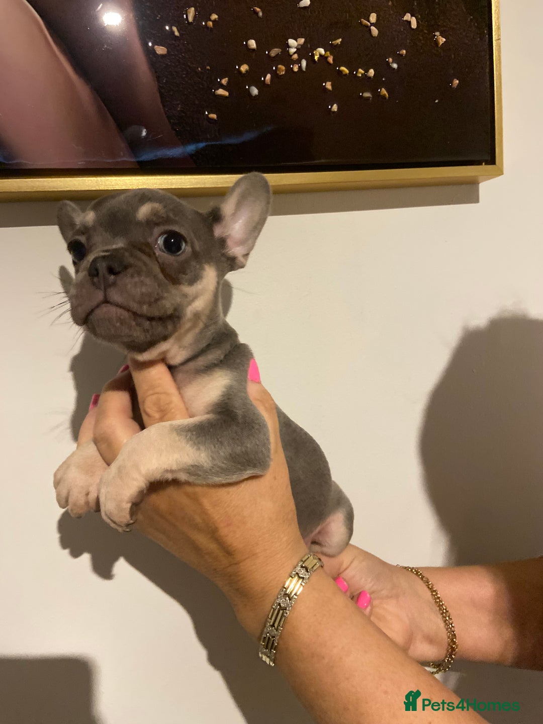 French Bulldog dogs for sale: Tan point French bulldogs females   - Image 2