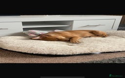 Mixed Breed dogs for sale: 4 month old belgian malinous x staff - Image 3