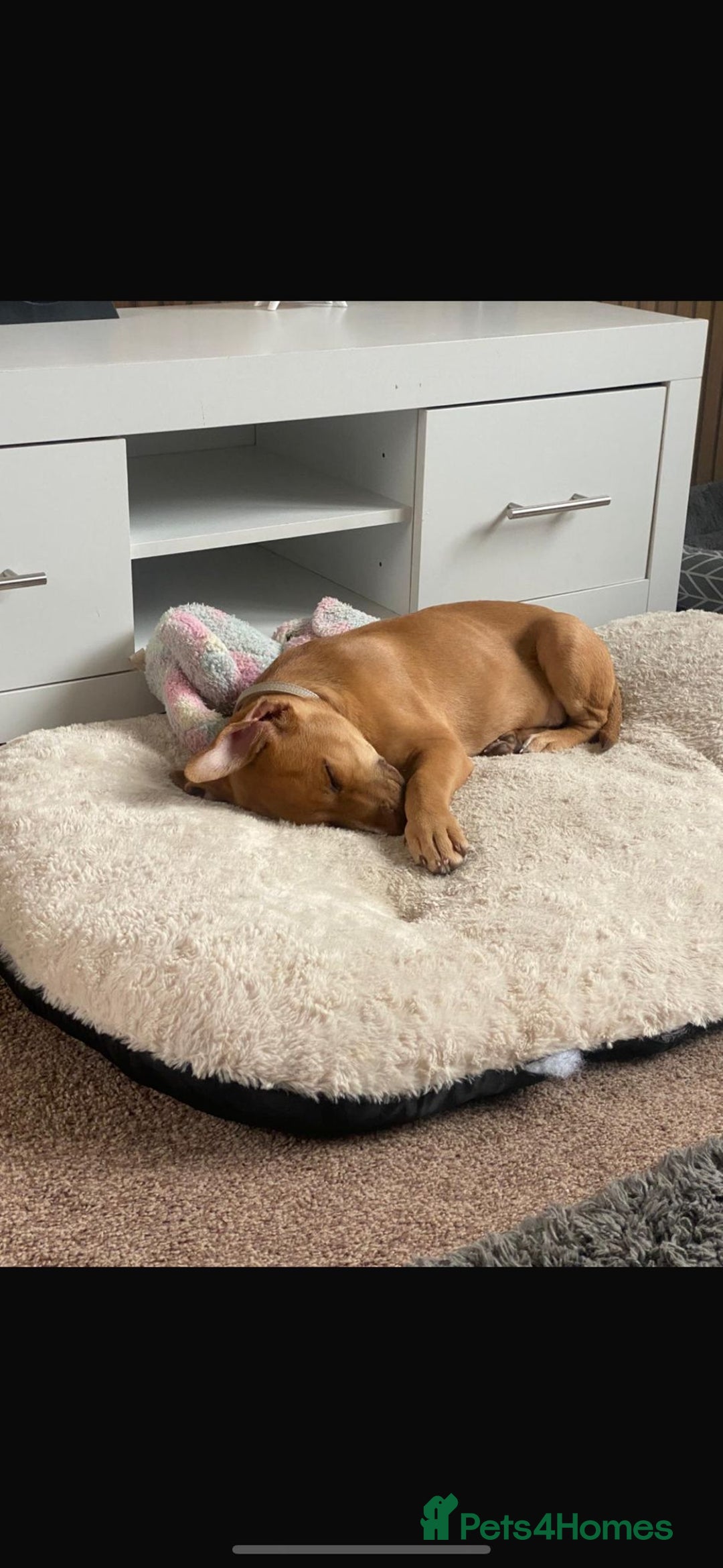 Mixed Breed dogs for sale: 4 month old belgian malinous x staff - Image 3