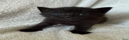 Persian cats for sale: 🐾 Adorable Persian Cross Kittens 🐾 - Advert 8