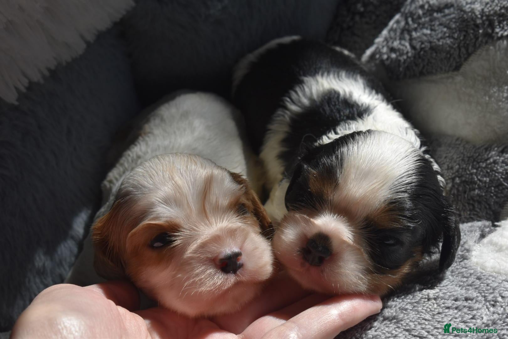 Cavalier King Charles Spaniel dogs Health Tested- Cavalier King Charles Spaniel - Advert 2