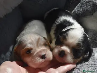 Cavalier King Charles Spaniel dogs Health Tested- Cavalier King Charles Spaniel - Advert 2