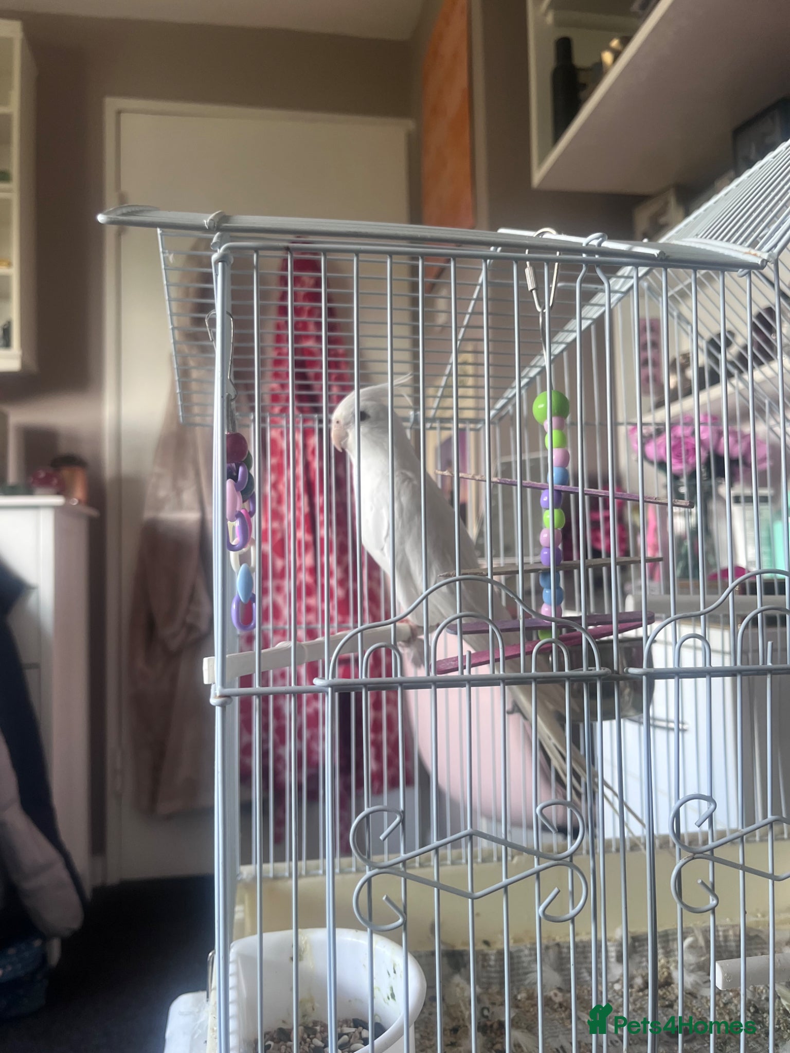 Cockatiels birds for sale: Albino Cocktail  in Witney - Advert 3