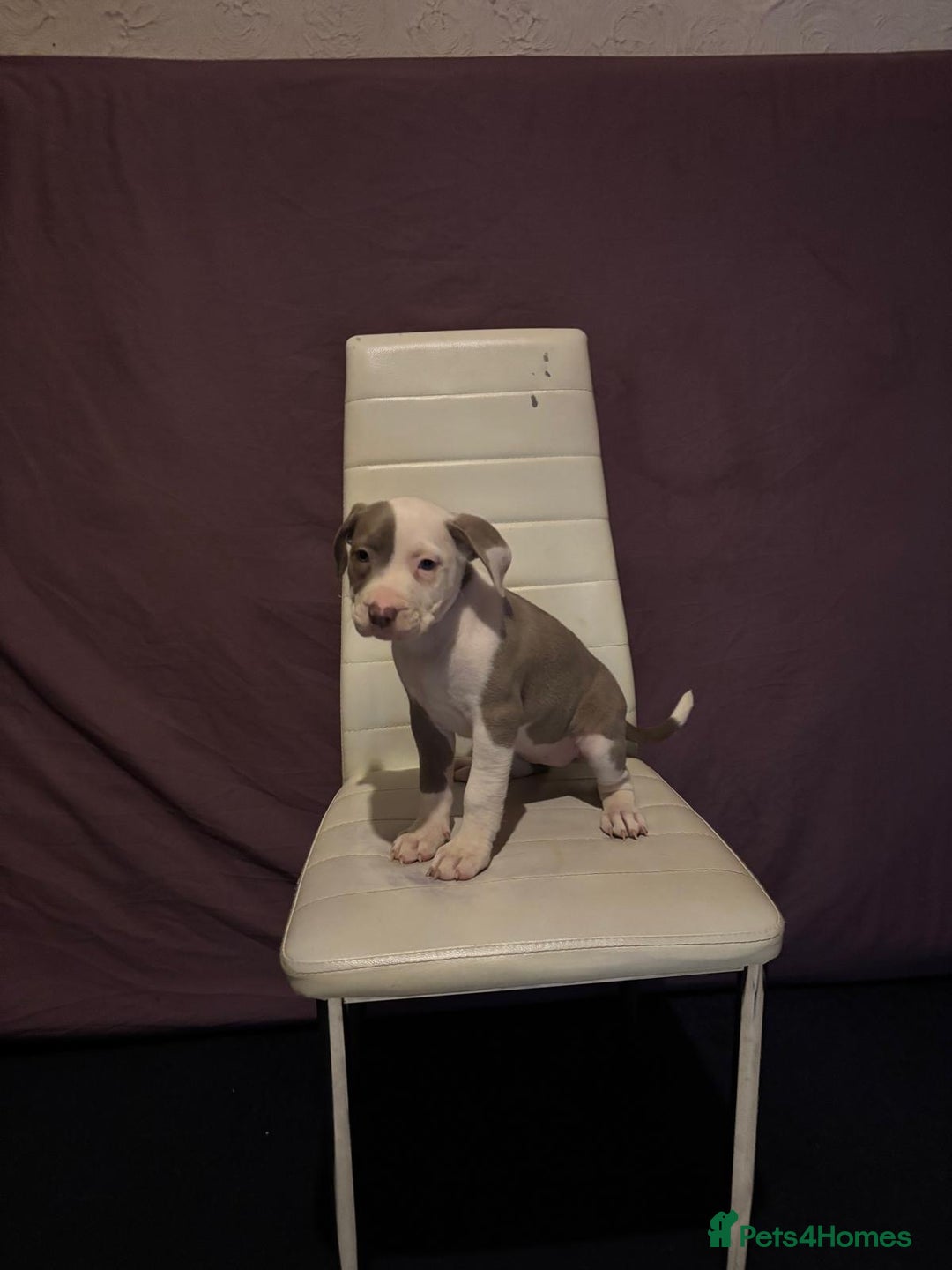 Mixed Breed dogs for sale: Puppy - Advert 1