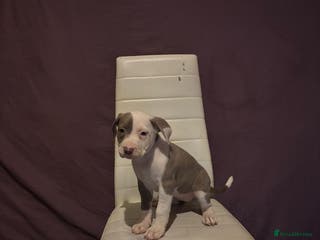 Mixed Breed dogs Puppy - Advert 2