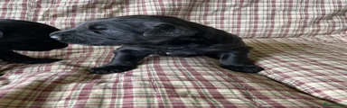 Russian Black Terrier Puppy 2