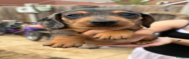Miniature Dachshund 7