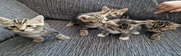 Mixed Breed cats for sale: Kittens ready to go in Birmingham - Advert 7