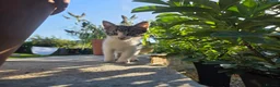 British Shorthair cats for sale: Beautiful grey and white kitten - Advert 2