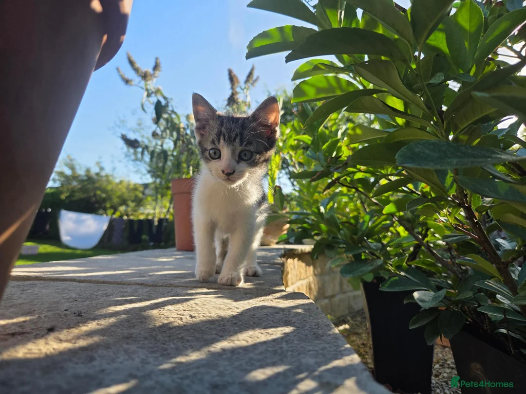 British Shorthair cats for sale: Beautiful grey and white kitten - Advert 2