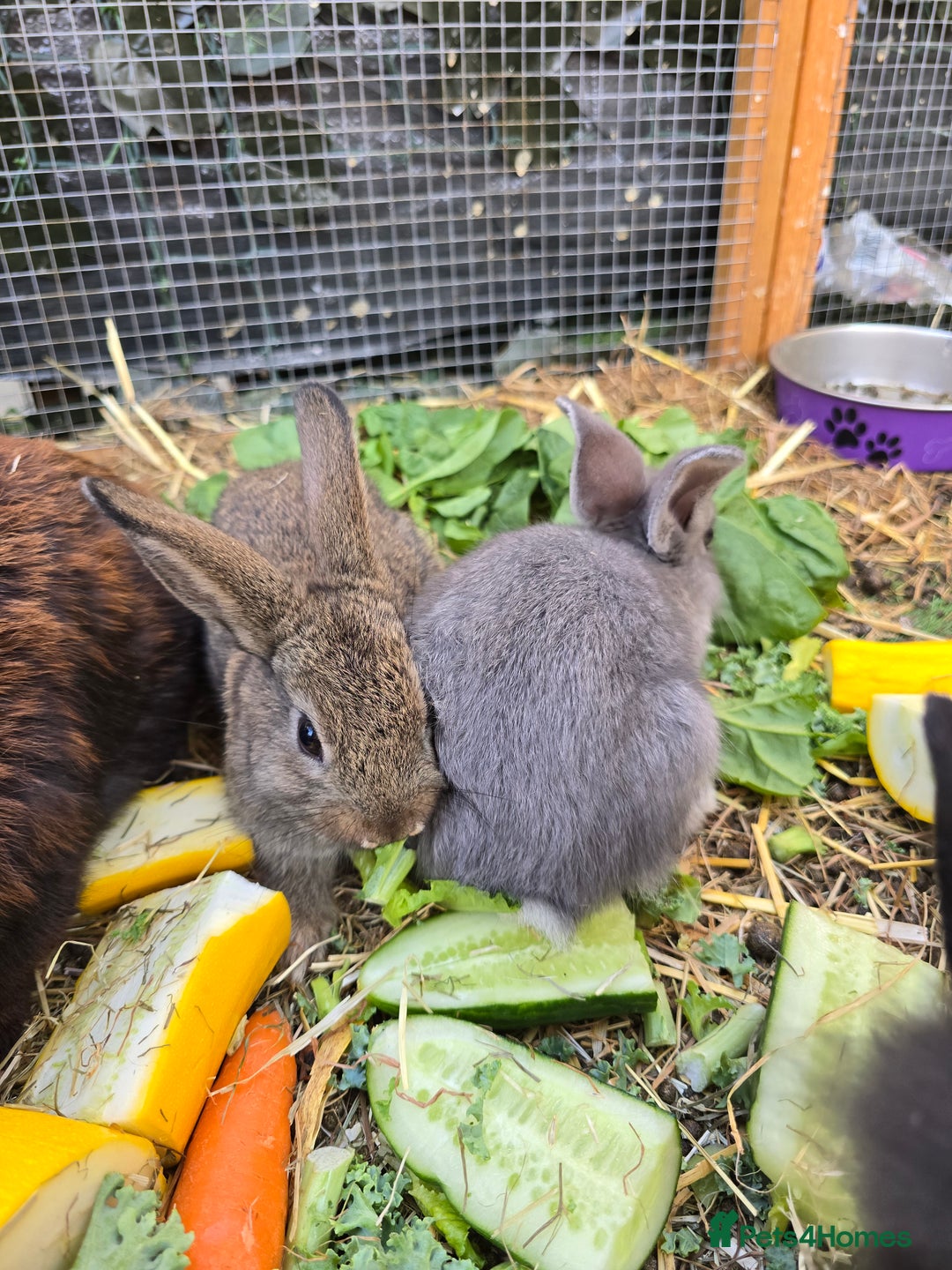 Lionhead rabbits for sale: 5 beautiful lion head cross bunny's  - Image 2