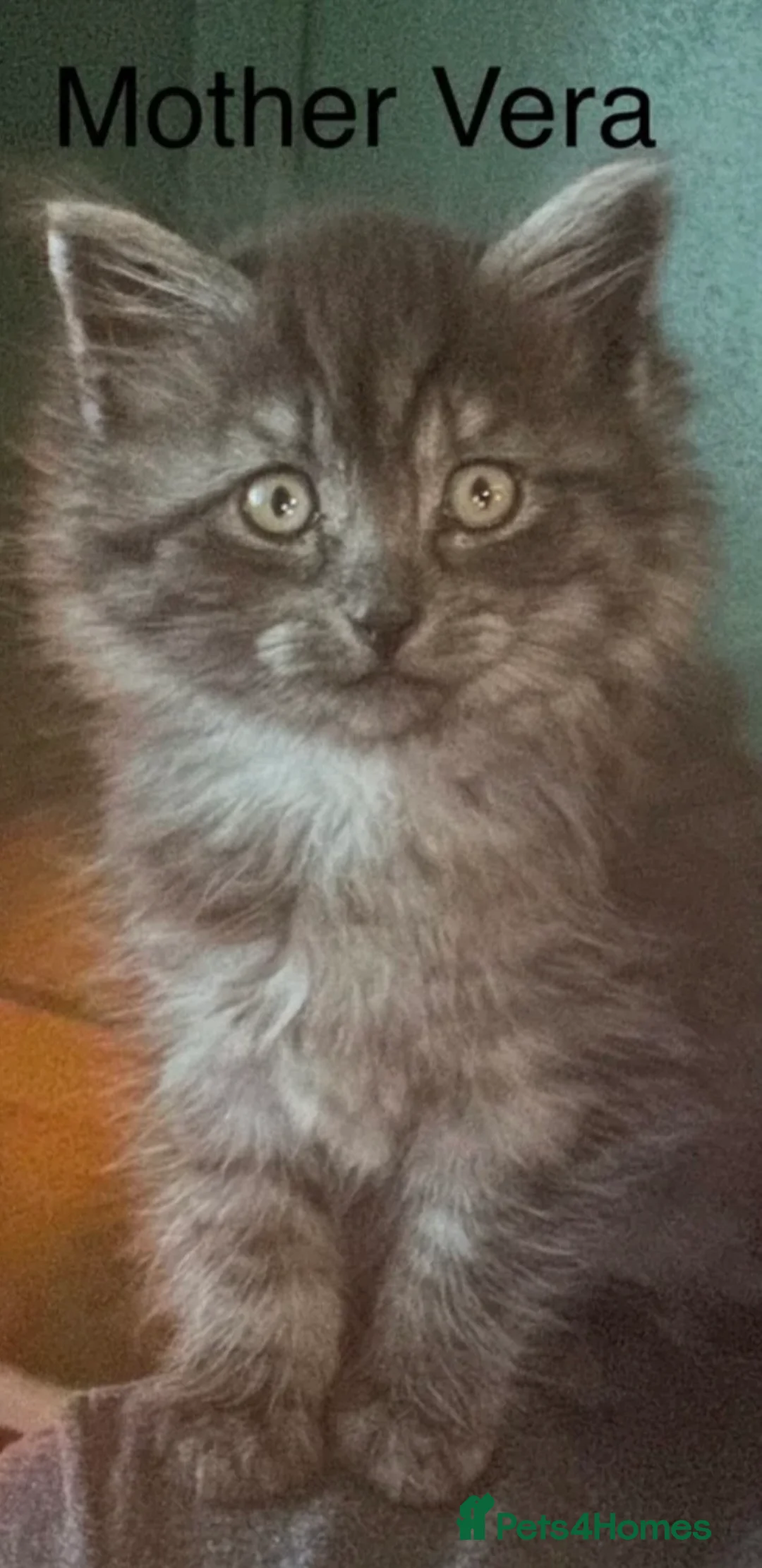 Siberian cats for sale: 6 Full Siberian Kittens  - Advert 1