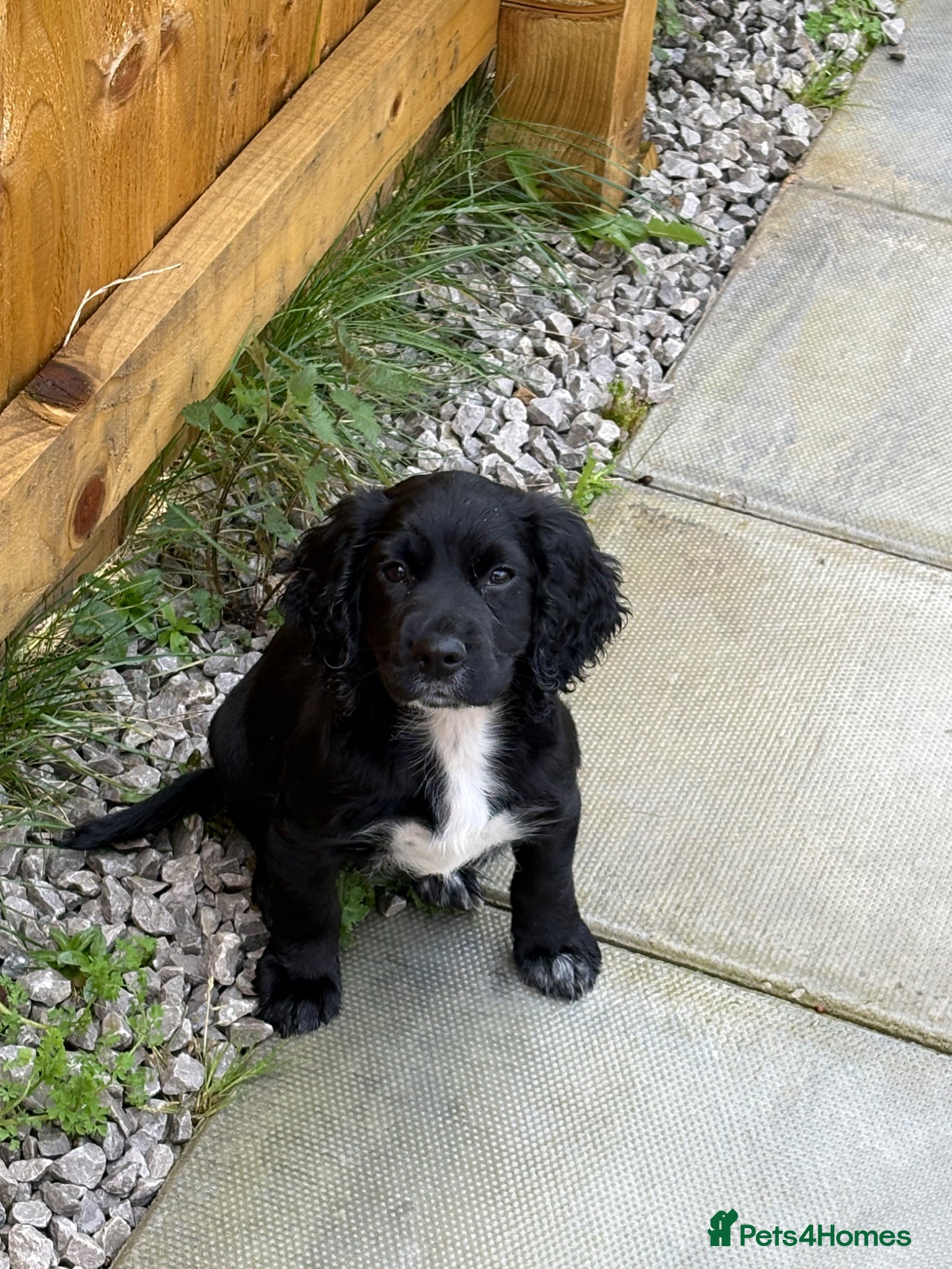 Cocker Spaniel dogs 10 week old cocker spaniel  - Advert 2