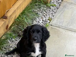 Cocker Spaniel dogs 10 week old cocker spaniel - Advert 2