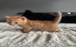 Domestic Shorthair cats for sale: 6 beautiful kittens - Image 21