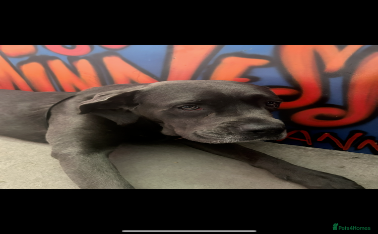 Cane Corso dogs - Advert 8