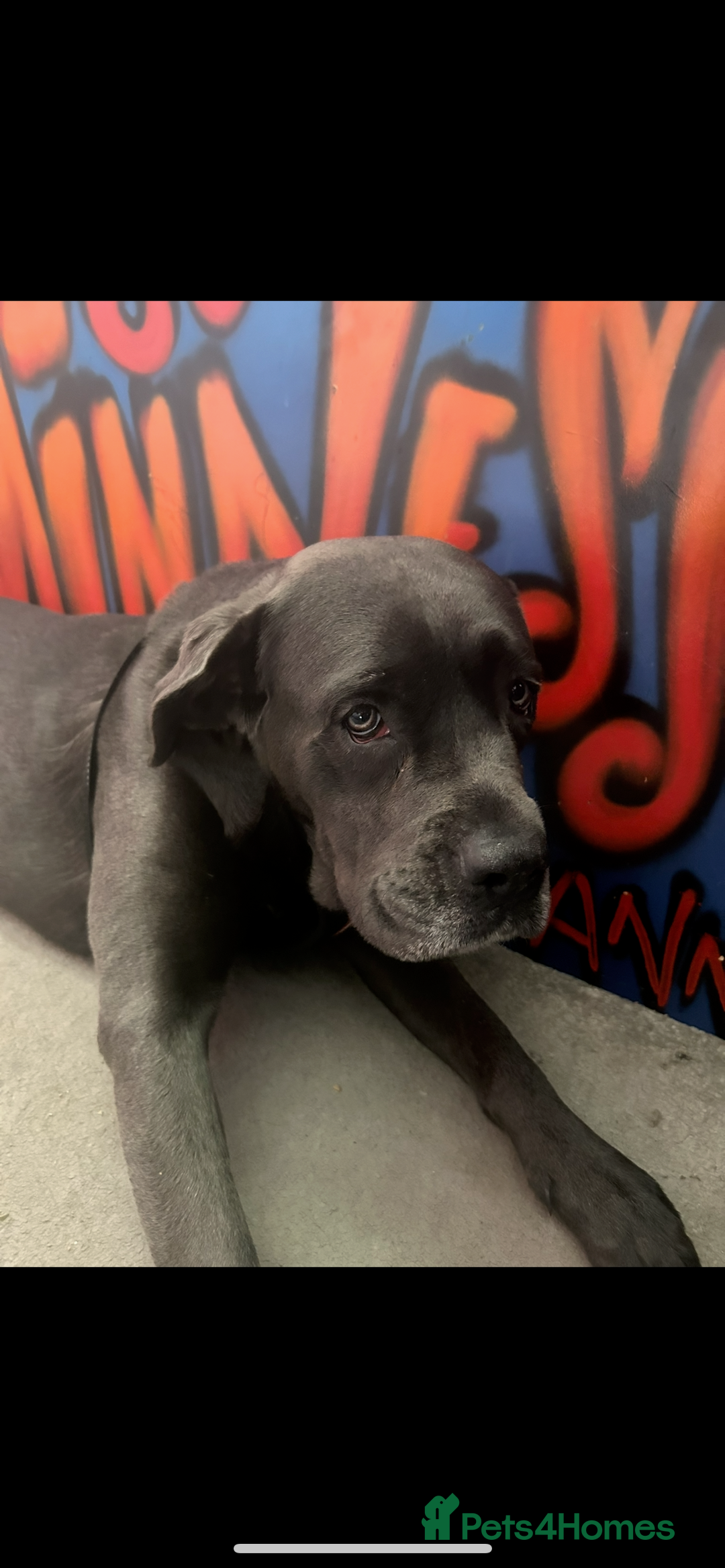 Cane Corso dogs for sale: Onyx 2 years - Image 1