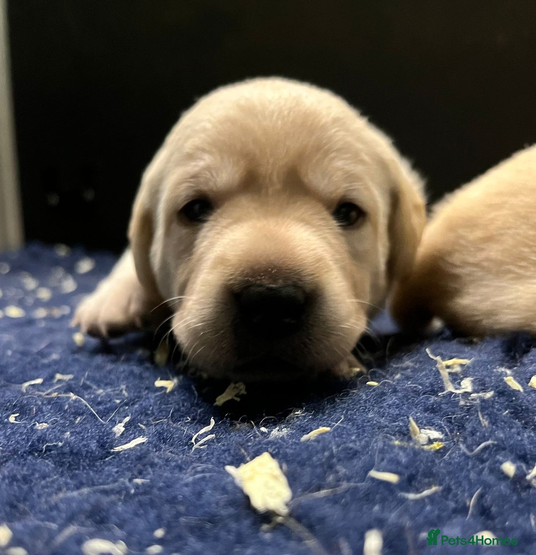 Labrador Retriever dogs for sale: Superb yellow boys and girls - Image 3