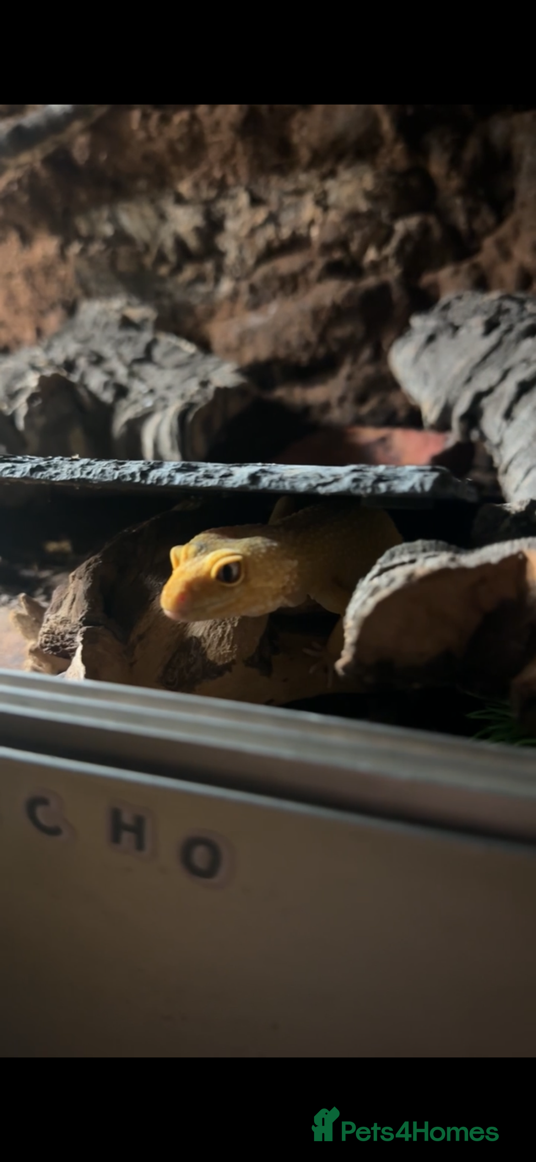 Leopard Gecko reptiles for sale: Female leopard gecko  - Advert 1