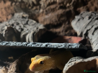 Leopard Gecko reptiles Female leopard gecko - Advert 5