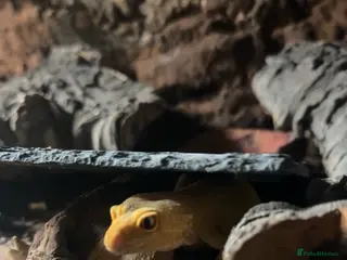 Leopard Gecko reptiles Female leopard gecko - Advert 20