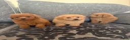 Maltipoo dogs for sale: Health tested Maltipoos - Advert 7