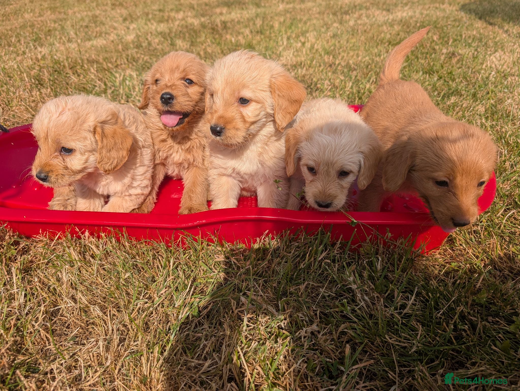 Labradoodle dogs Labradoodle puppies  - Advert 1