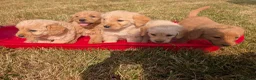 Labradoodle dogs for sale: Labradoodle puppies  - Advert 1