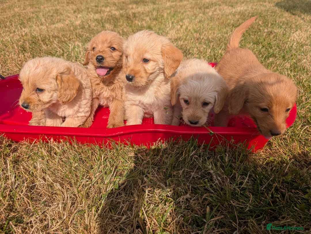 Labradoodle dogs for sale: Labradoodle puppies  - Advert 1