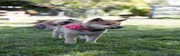 Japanese Shiba Inu dogs for sale: Outstanding original Japanese Shiba Inu puppies  - Advert 12