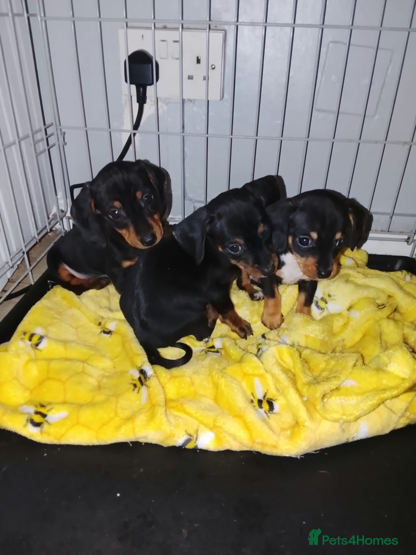 Dachshund dogs Beautiful Dutchhound puppy's ready to leave  - Advert 2