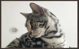 Bengal cats for sale: Outstanding Silver rosetted spotted Bengal Lady - Advert 3