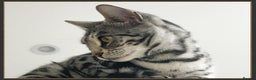 Bengal cats for sale: Outstanding Silver rosetted spotted Bengal Lady - Advert 3