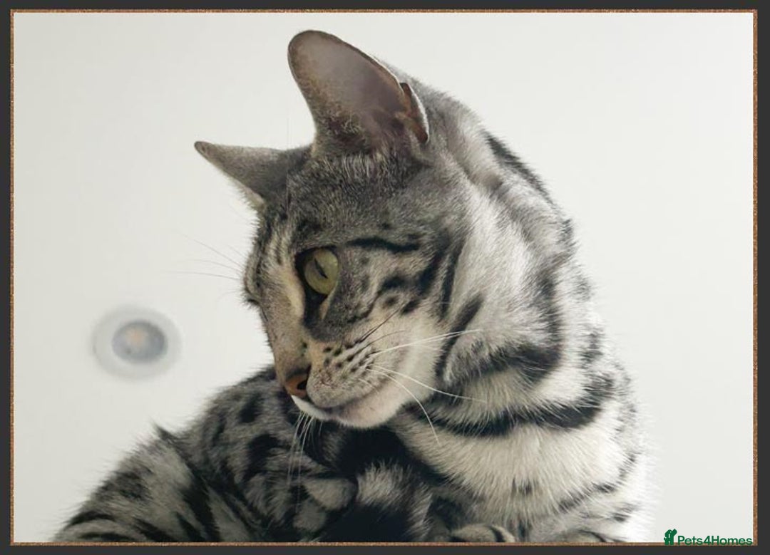 Bengal cats for sale: Outstanding Silver rosetted spotted Bengal Lady - Advert 3